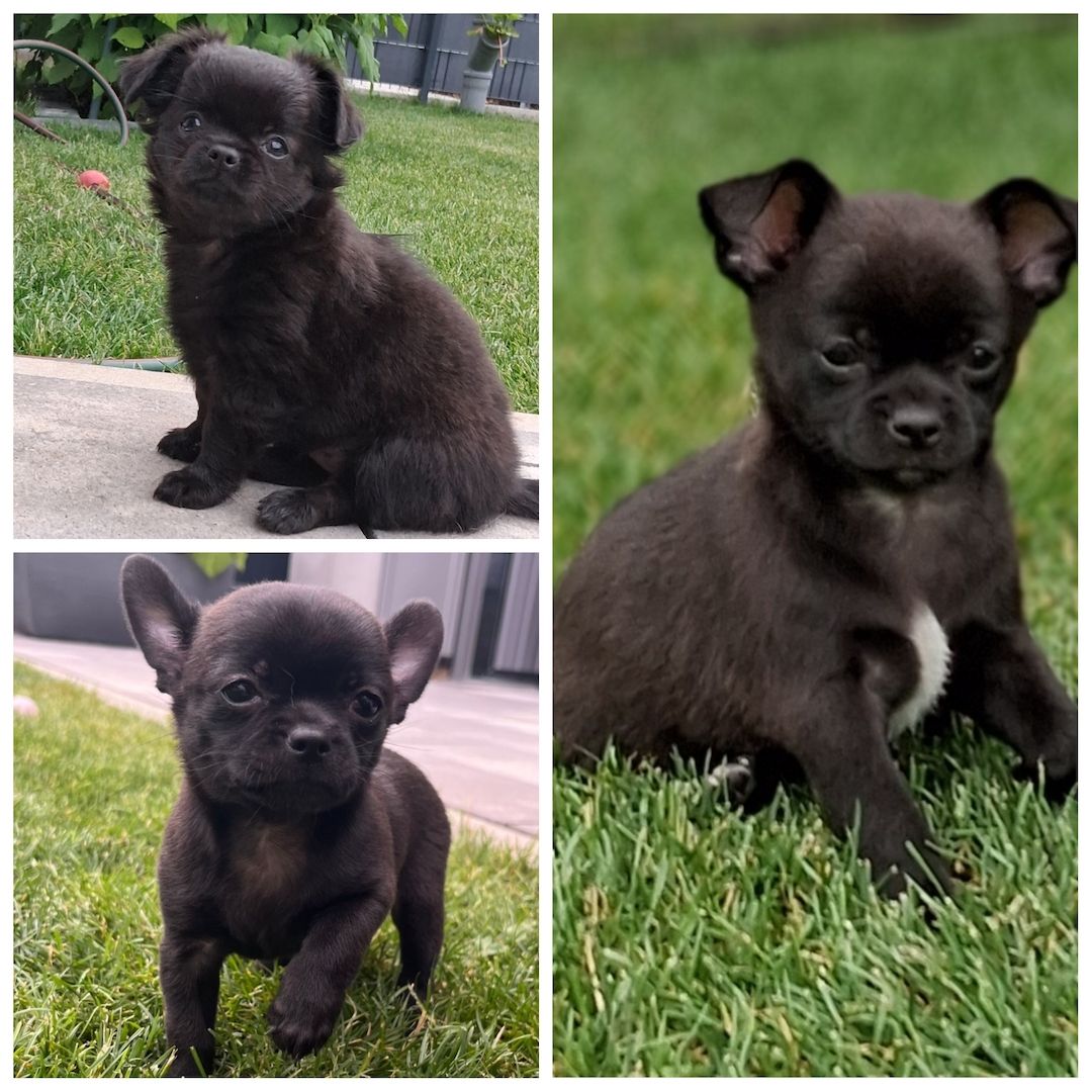 Chihuahua Welpen gechipt, entwurmt, geimpft, EU-Ausweis