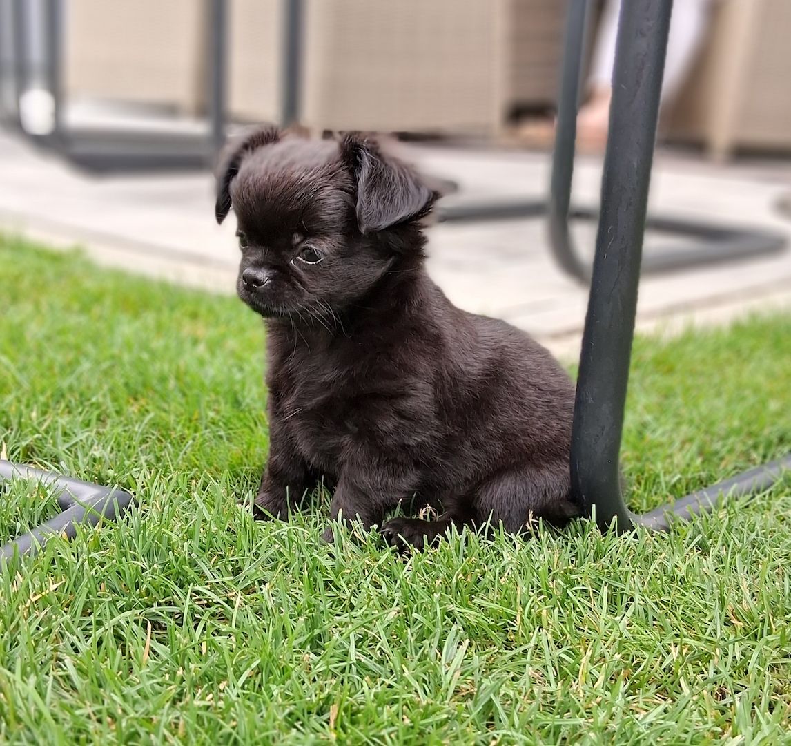 Chihuahua Welpen gechipt, entwurmt, geimpft, EU-Ausweis