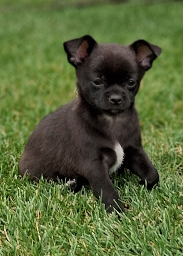 Chihuahua Welpen gechipt, entwurmt, geimpft, EU-Ausweis