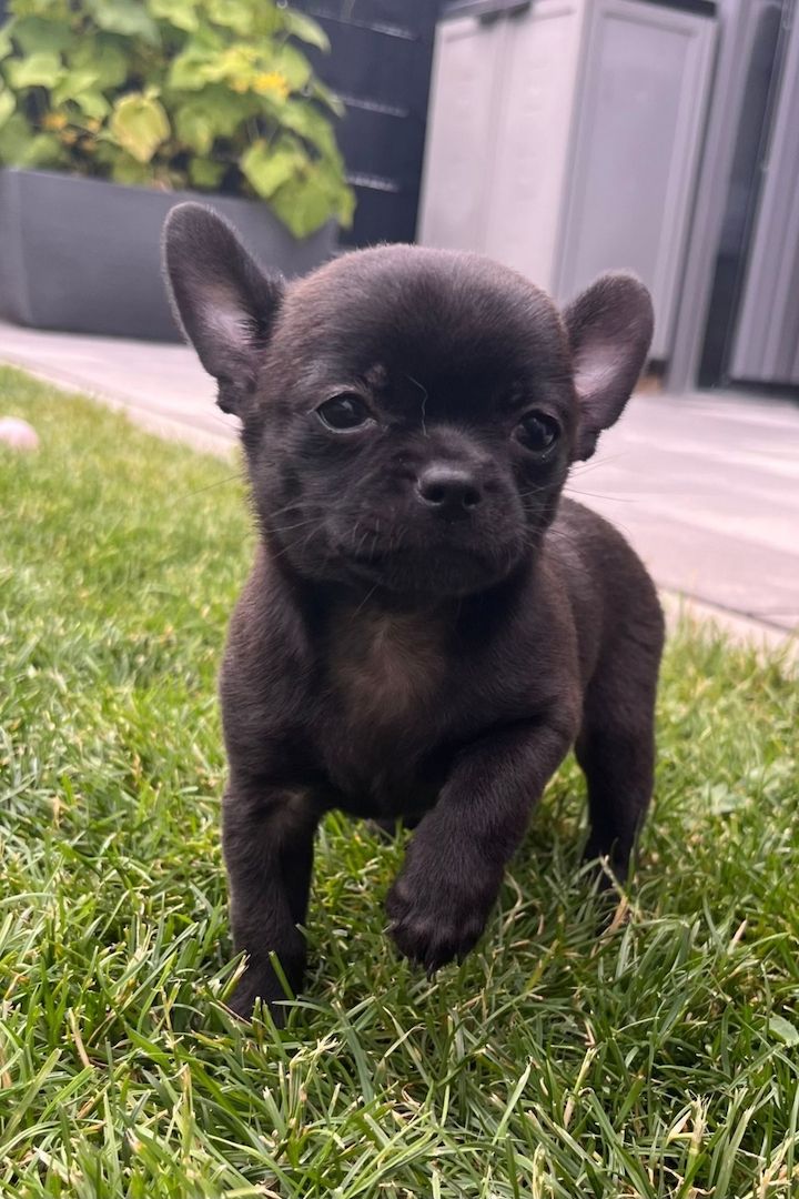 Chihuahua Welpen gechipt, entwurmt, geimpft, EU-Ausweis