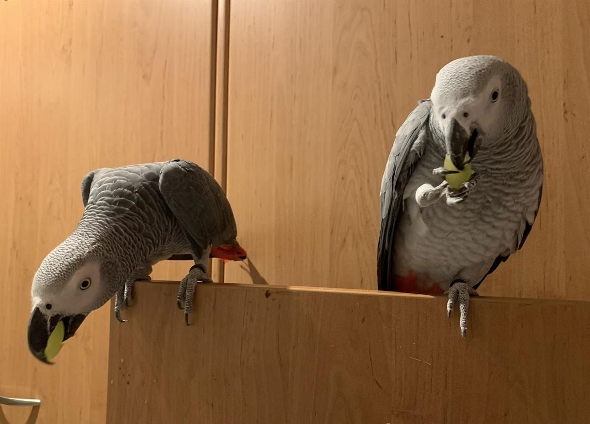 Graupapagei Pärchen sucht ein neues Zuhause