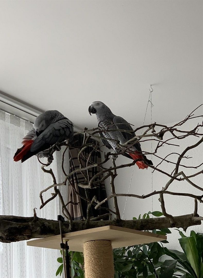 Graupapagei Pärchen sucht ein neues Zuhause