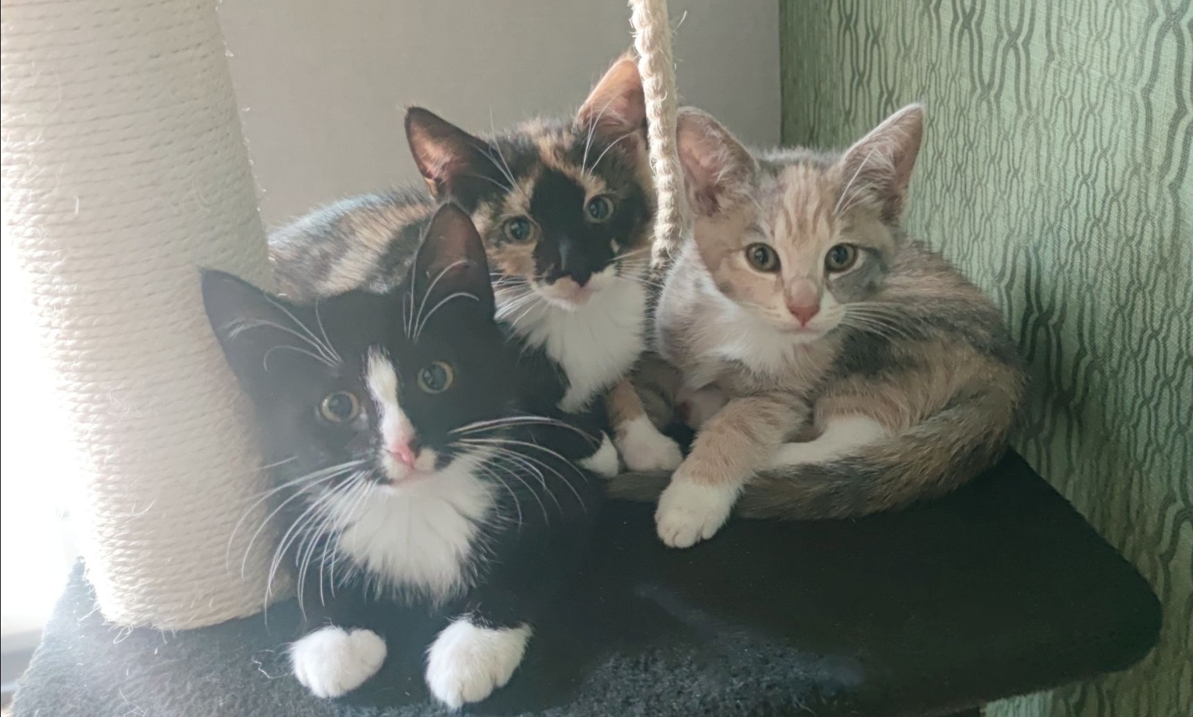 Vier süße Katzen suchen ein neues zu Hause