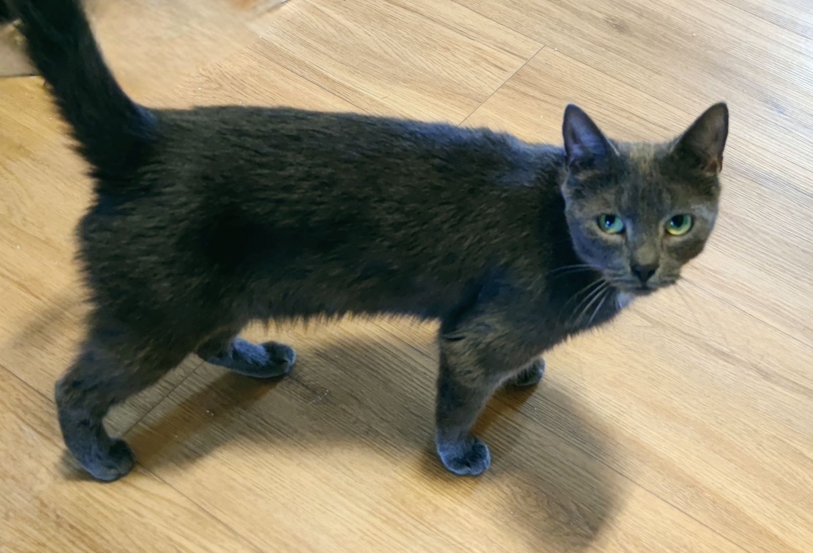 Vier süße Katzen suchen ein neues zu Hause