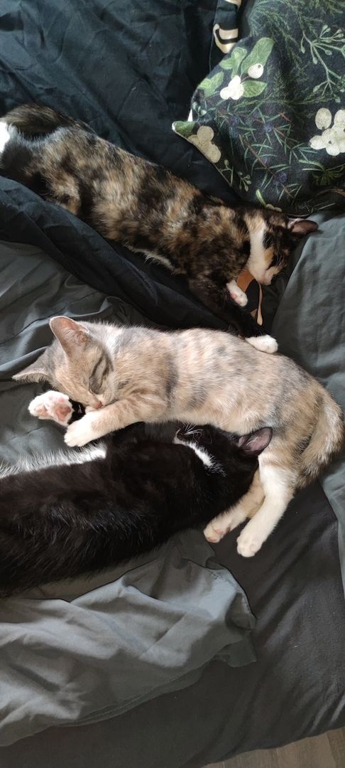 Vier süße Katzen suchen ein neues zu Hause