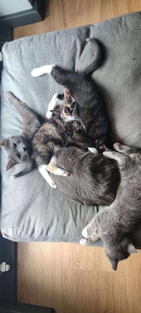 Vier süße Katzen suchen ein neues zu Hause