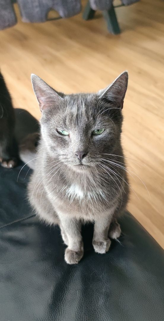 Vier süße Katzen suchen ein neues zu Hause