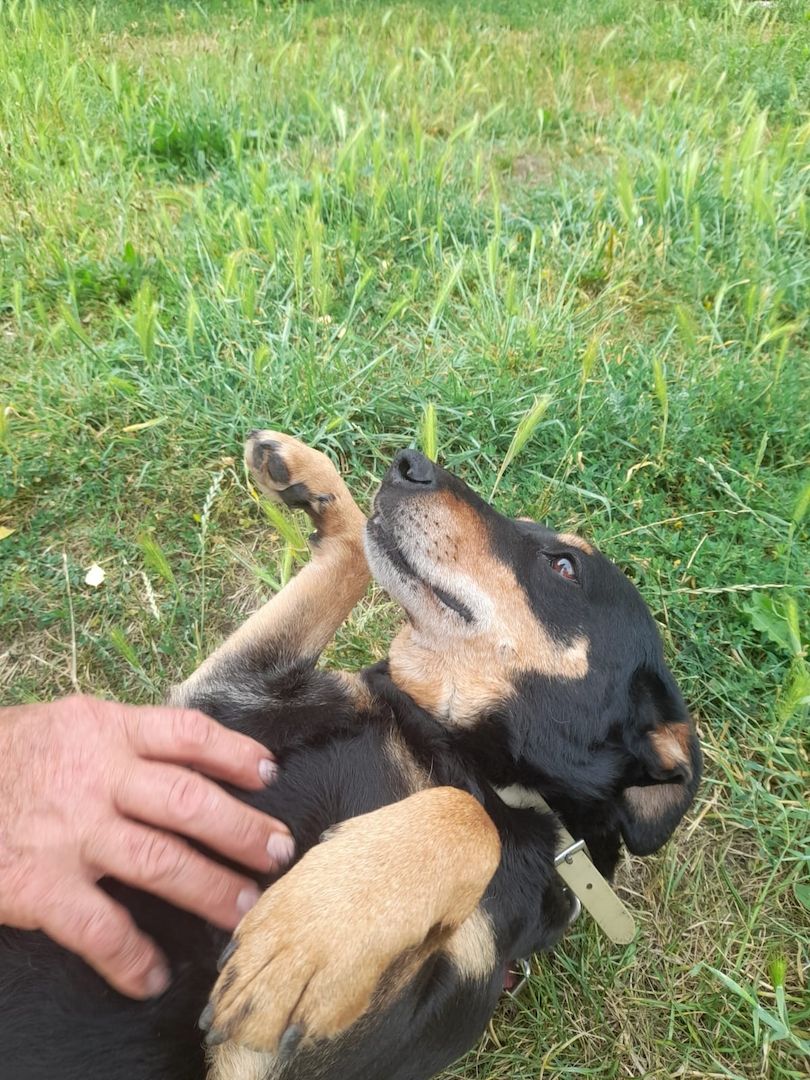 Bella2  eine treue Seele sucht ihr Für-Immer-Zuhause