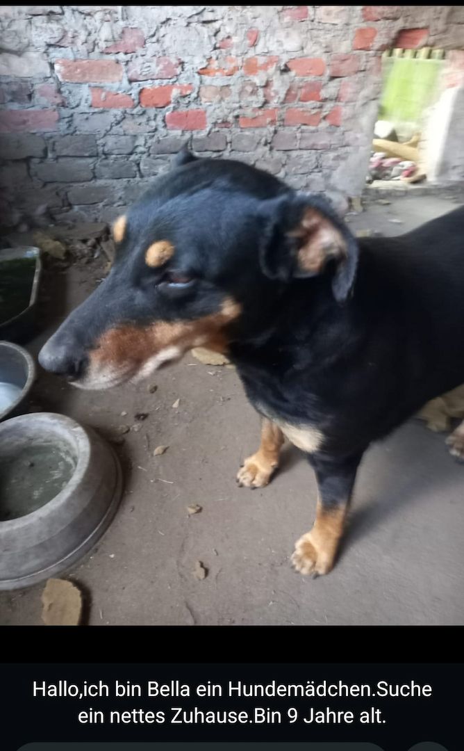 Bella2  eine treue Seele sucht ihr Für-Immer-Zuhause