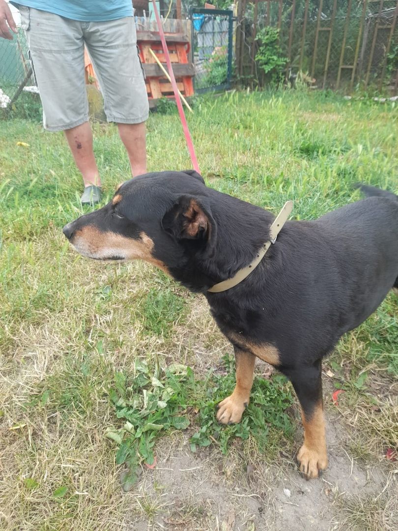 Bella2  eine treue Seele sucht ihr Für-Immer-Zuhause