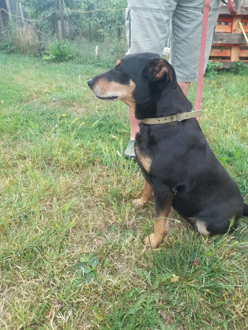 Bella2  eine treue Seele sucht ihr Für-Immer-Zuhause