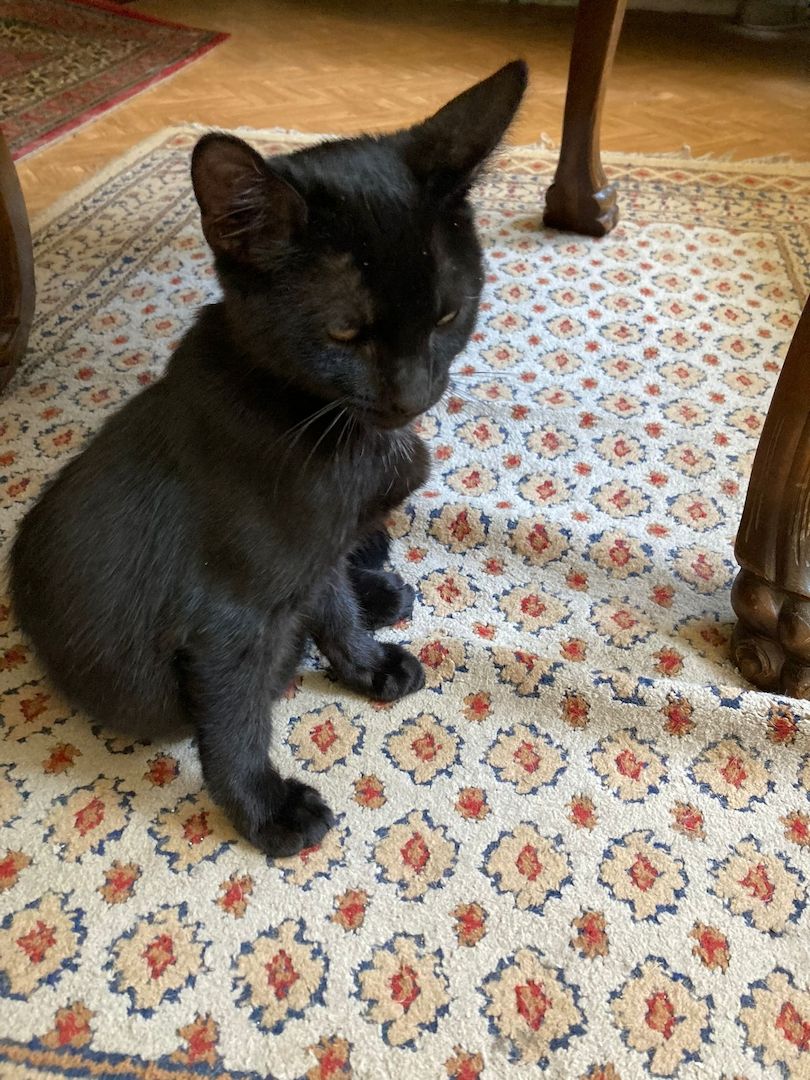 2 Schöne Kater Katzenkinder in gute Hände zu geben