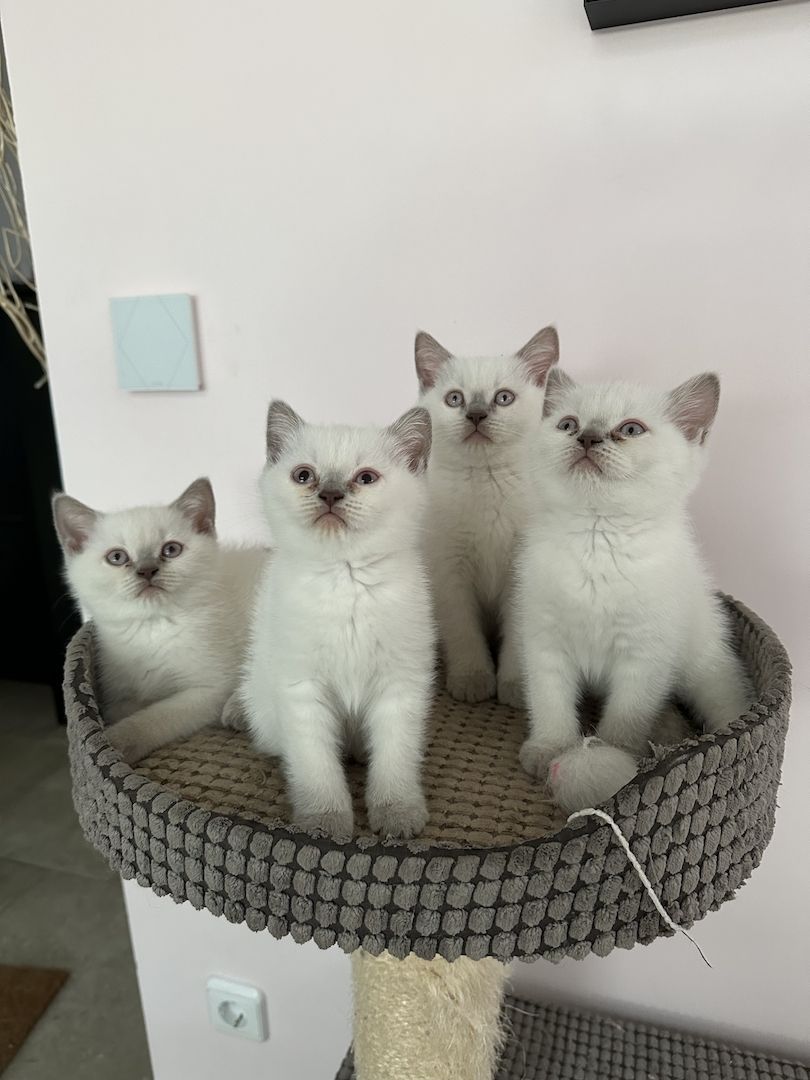 Süße BKH Kitten Bluepoint