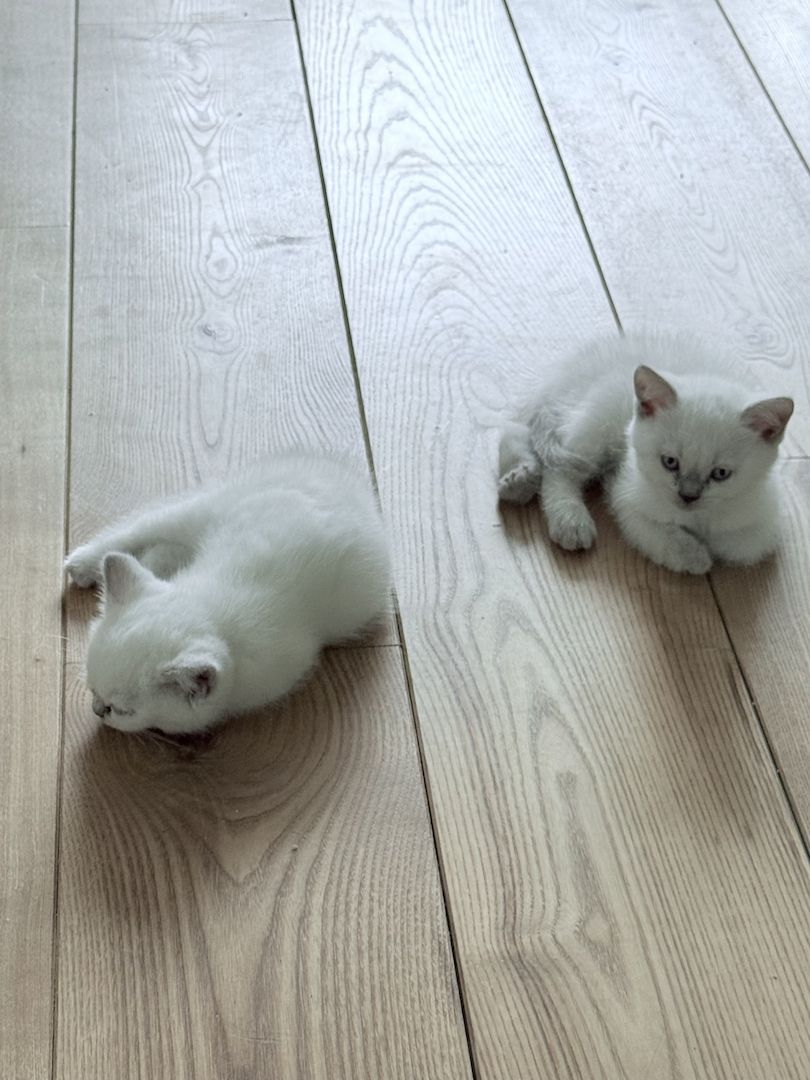 Süße BKH Kitten Bluepoint