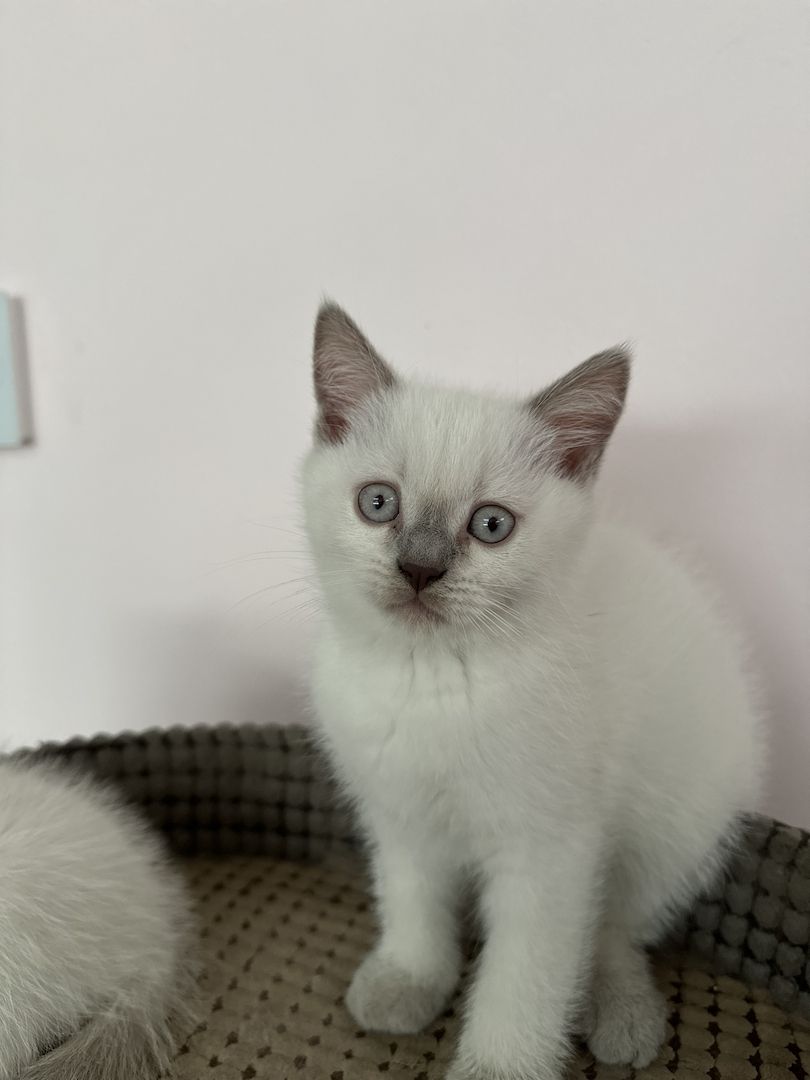 Süße BKH Kitten Bluepoint