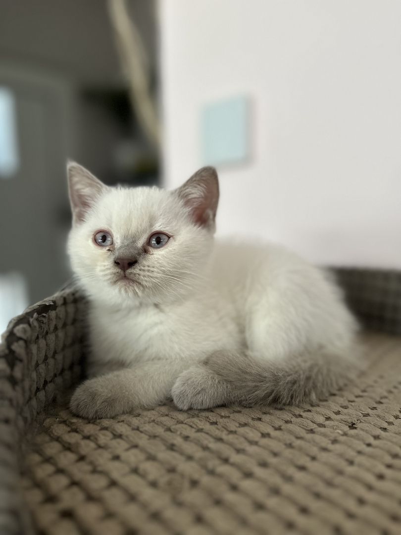 Süße BKH Kitten Bluepoint
