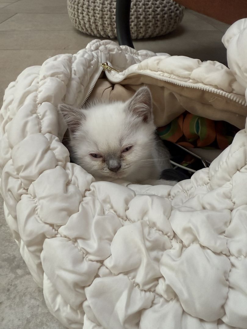 Süße BKH Kitten Bluepoint