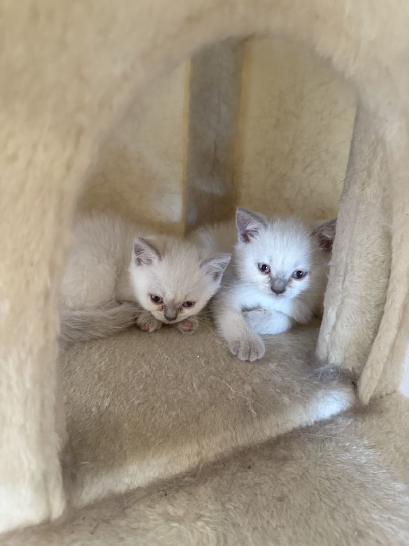 Süße BKH Kitten Bluepoint