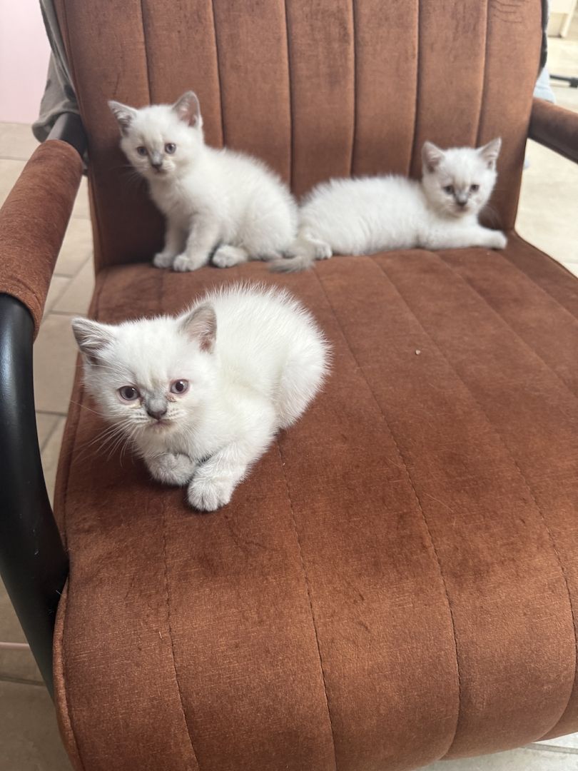 Süße BKH Kitten Bluepoint