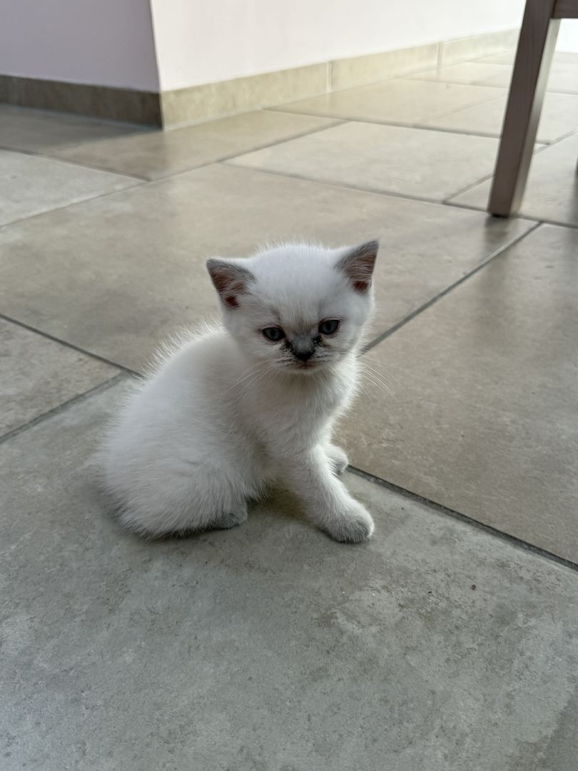 Süße BKH Kitten Bluepoint