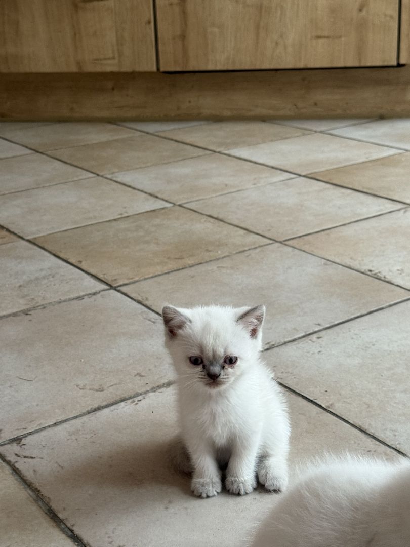 Süße BKH Kitten Bluepoint