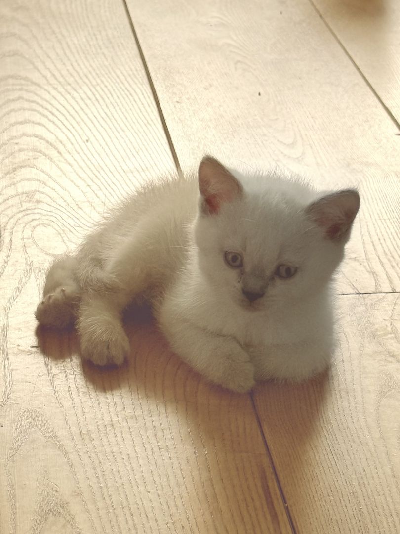 Süße BKH Kitten Bluepoint