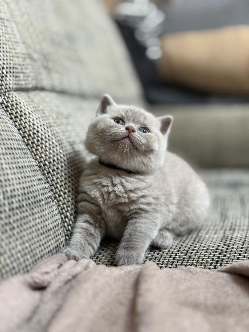 Bkh kitten kurzhaar Bkh kitten kurzhaar