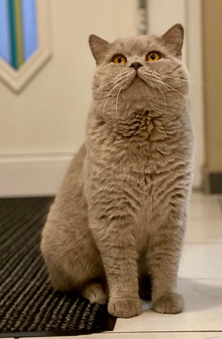 Bkh kitten kurzhaar Bkh kitten kurzhaar