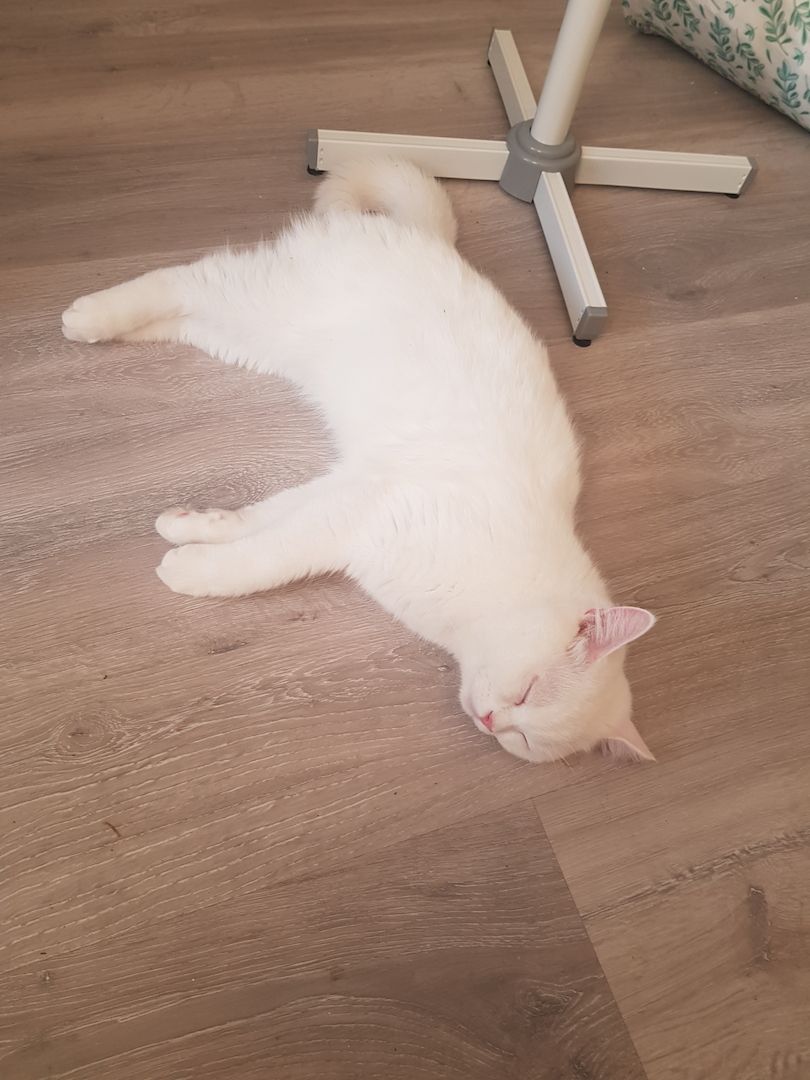 Türkischer Angora Kater