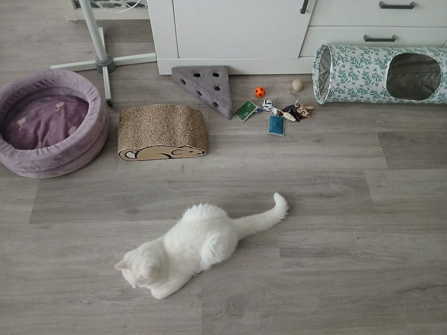 Türkischer Angora Kater