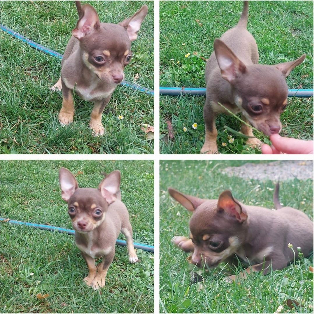 Chihuahua Welpen, männlich und weiblich