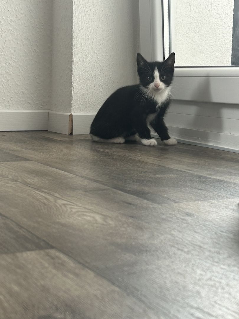 Kitten zu verkaufen