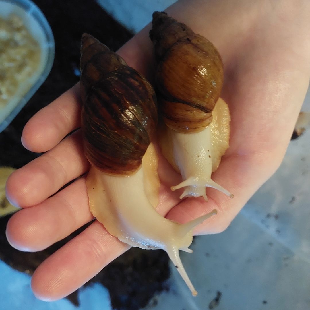 Afrikanische Riesenschnecken Afrikanische Riesenschnecken