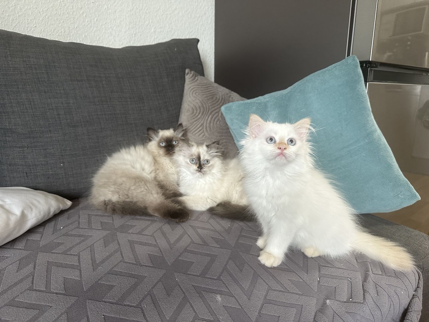 Ragdoll Kitten Katzen Ragdoll Kitten Katzen