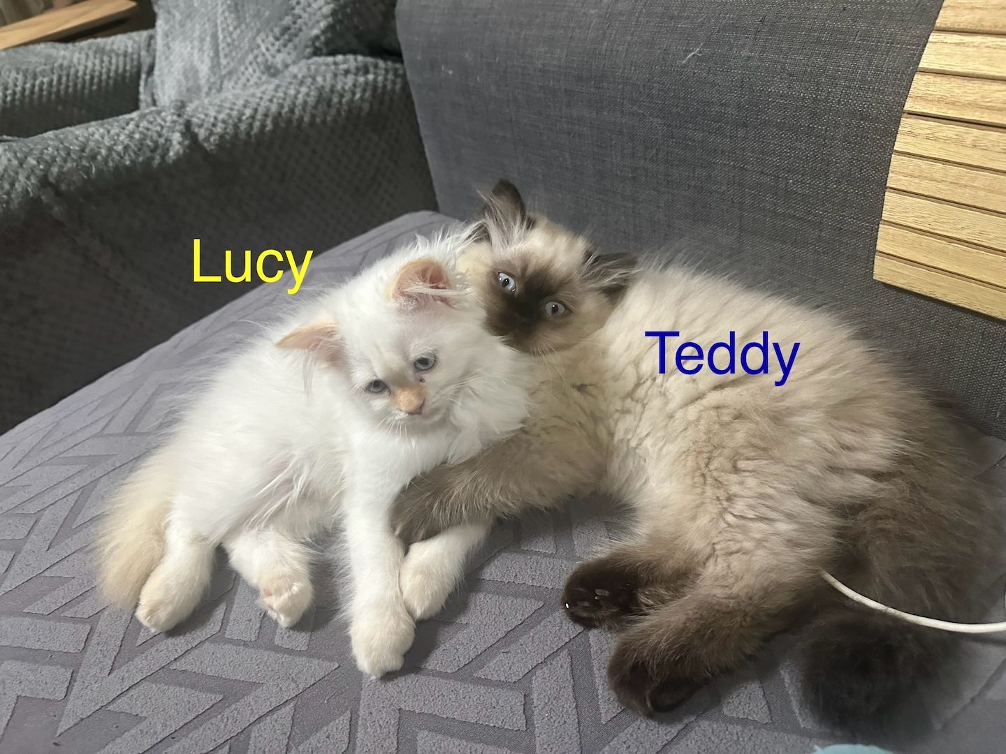 Ragdoll Kitten Katzen Ragdoll Kitten Katzen