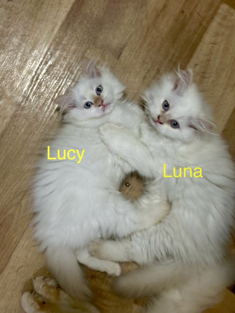 Ragdoll Kitten Katzen Ragdoll Kitten Katzen