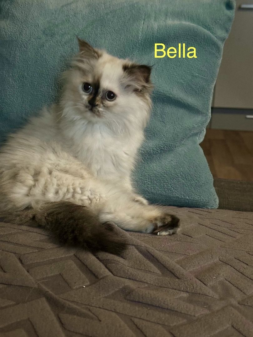 Ragdoll Kitten Katzen Ragdoll Kitten Katzen