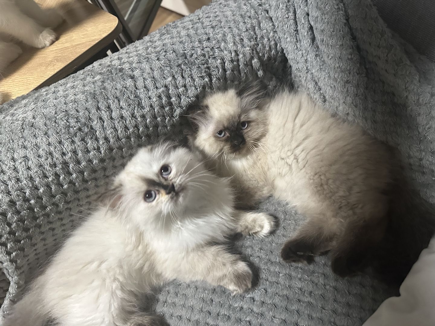 Ragdoll Kitten Katzen Ragdoll Kitten Katzen