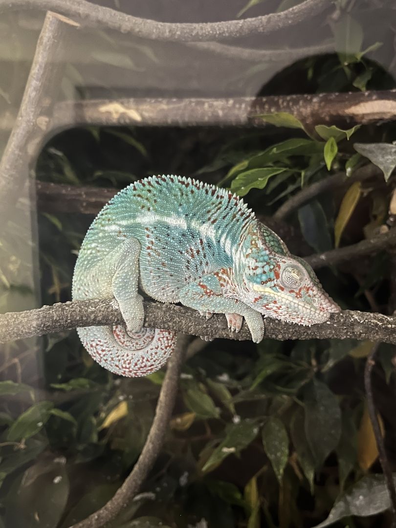 Pantherchamäleon mit Terrarium