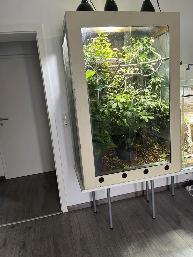 Pantherchamäleon mit Terrarium