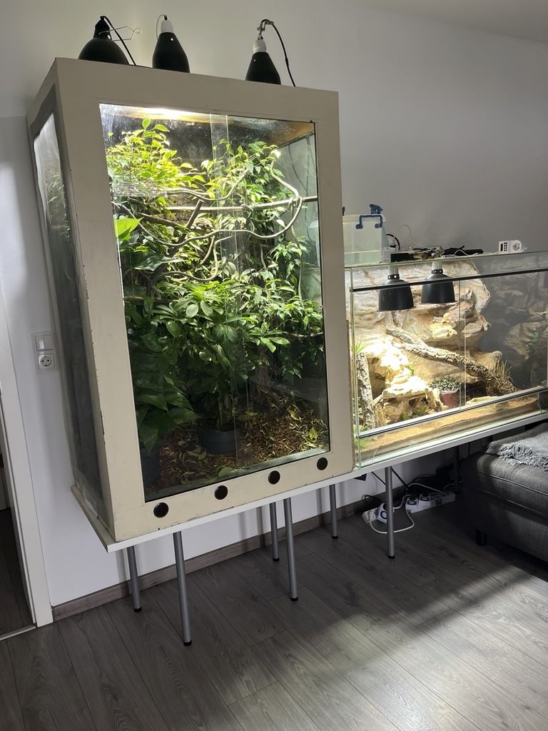 Pantherchamäleon mit Terrarium