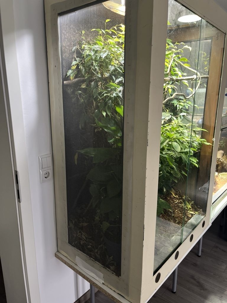 Pantherchamäleon mit Terrarium