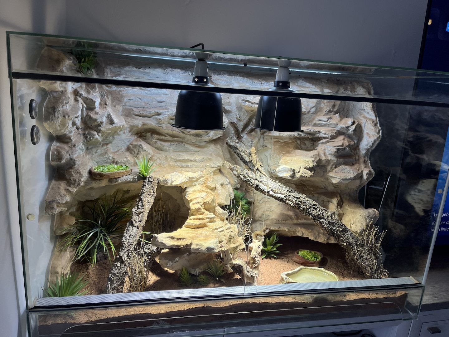 Zwergbartagame mit Terrarium Zwergbartagame mit Terrarium