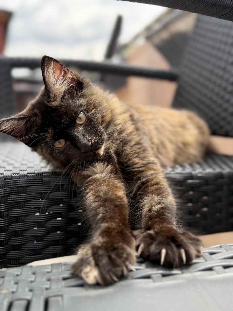 Reinrassige Maine-Coon Katze, sehr verschmust, in liebevolle Hände abzugeben