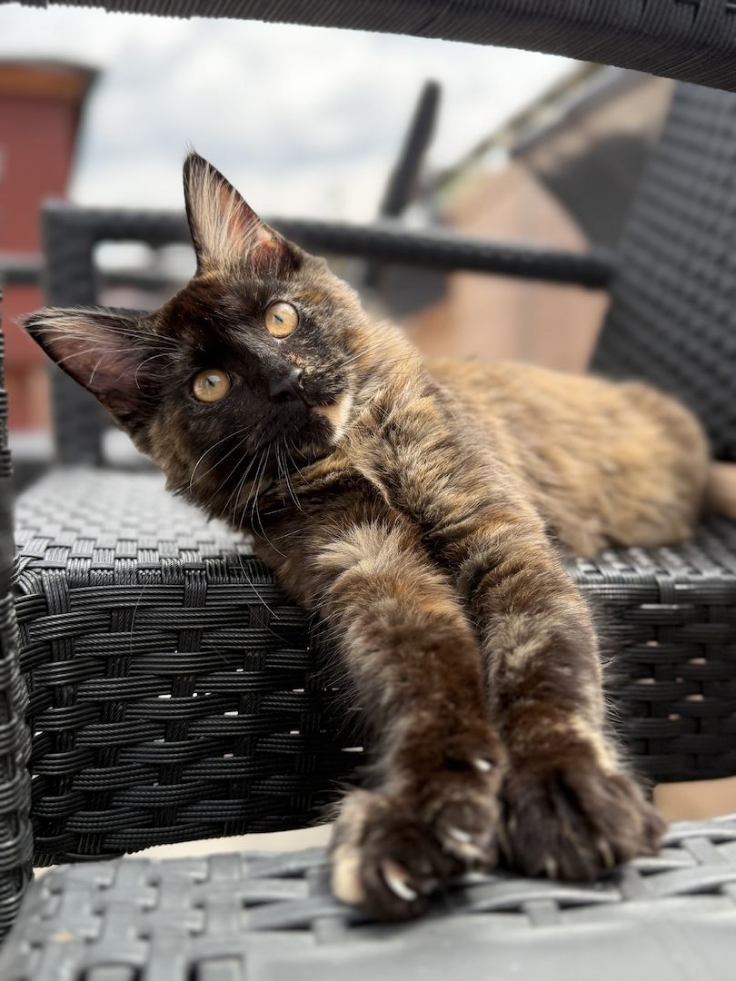 Reinrassige Maine-Coon Katze, sehr verschmust, in liebevolle Hände abzugeben