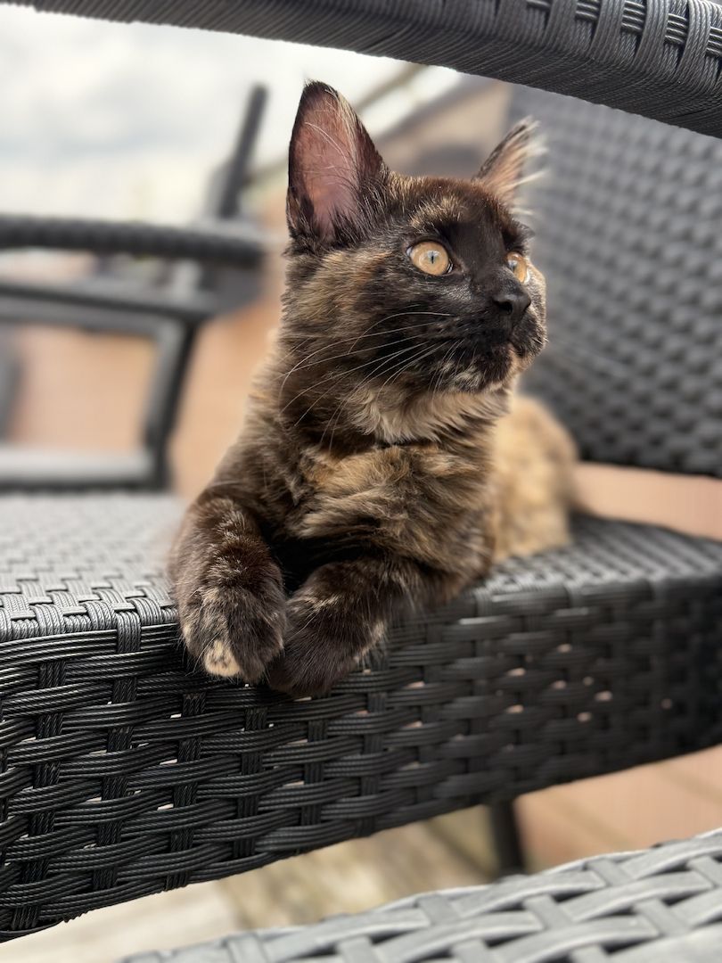 Reinrassige Maine-Coon Katze, sehr verschmust, in liebevolle Hände abzugeben