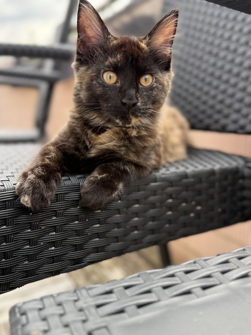 Reinrassige Maine-Coon Katze, sehr verschmust, in liebevolle Hände abzugeben