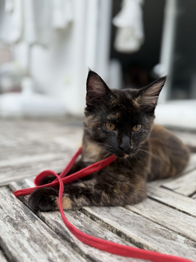 Reinrassige Maine-Coon Katze, sehr verschmust, in liebevolle Hände abzugeben