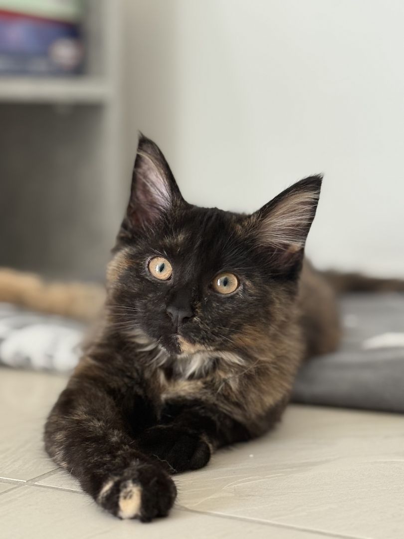 Reinrassige Maine-Coon Katze, sehr verschmust, in liebevolle Hände abzugeben