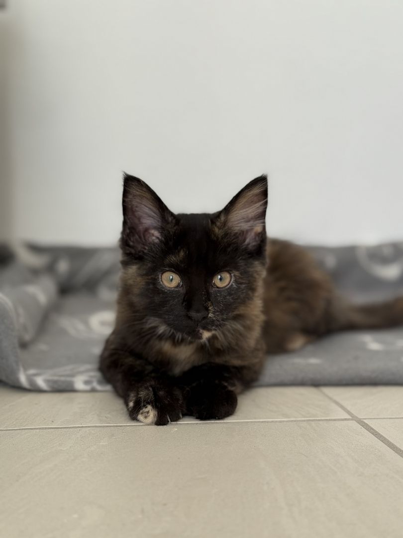 Reinrassige Maine-Coon Katze, sehr verschmust, in liebevolle Hände abzugeben